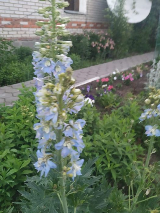 Флоксы многолетние, метельчатые