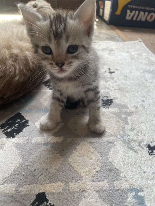 Котята в хорошие руки