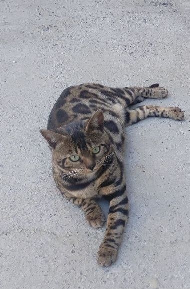 Toza Bengal Mushuk vyazkaga aktiv