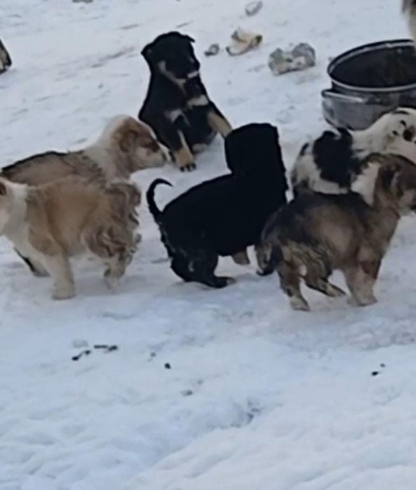 Щеночки ищут дом.