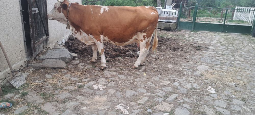 Vacă de vanzare .