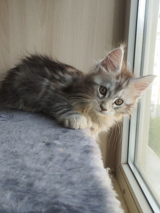 Мейн Кун полидакт девочка.