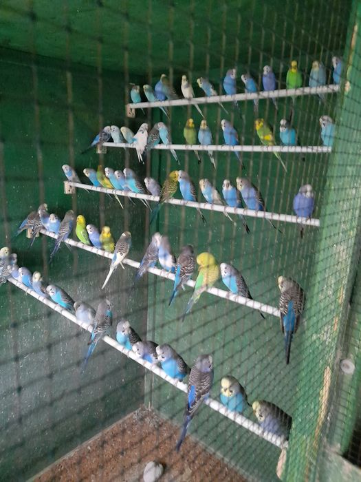 Vând peruși din crescatoria proprie