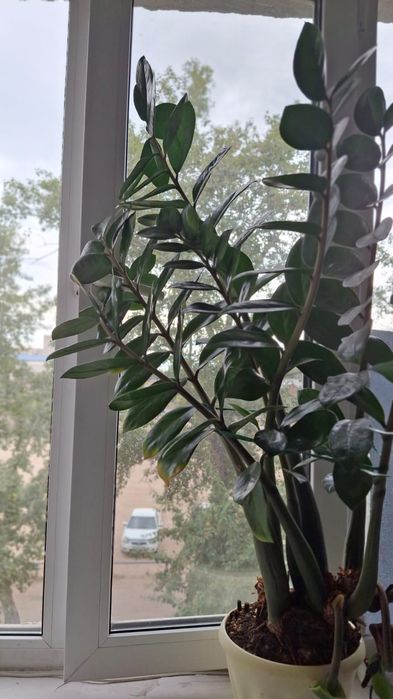 Продам долларовое растения