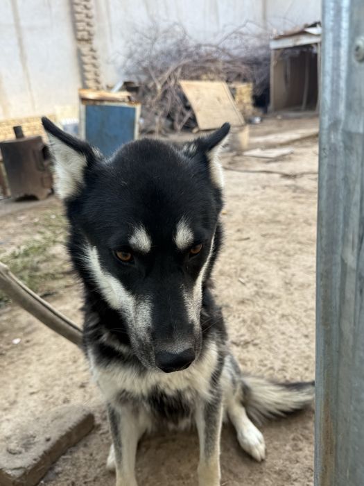 Хаски+Немецкий овчарка пародали ит ни бепул, яхши колларга берамиз