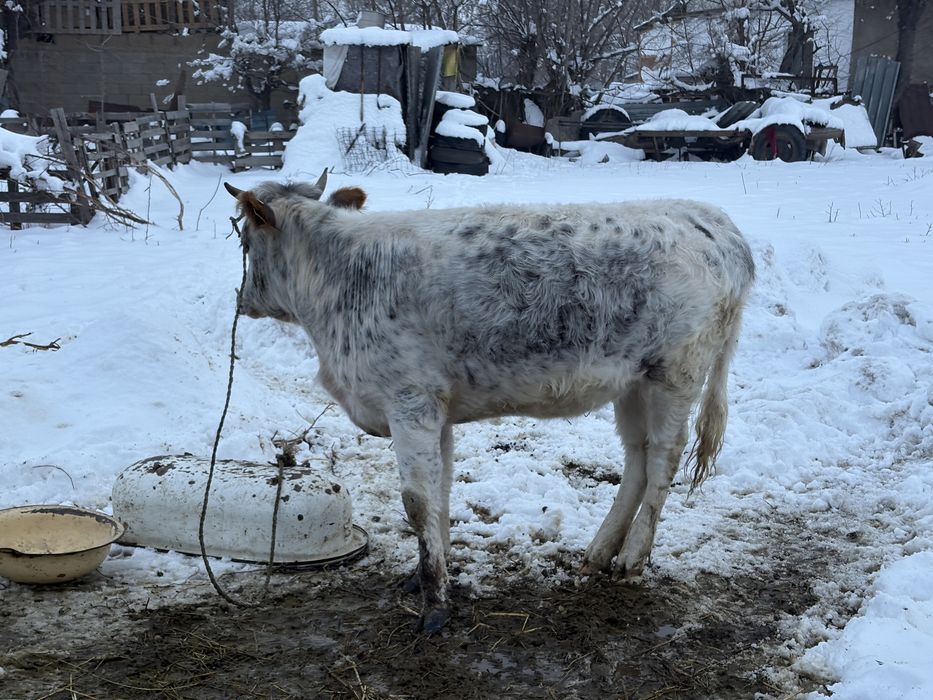 корова     продаётся