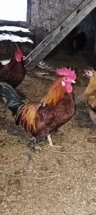 Продам карликовый кохинхин петушки!
