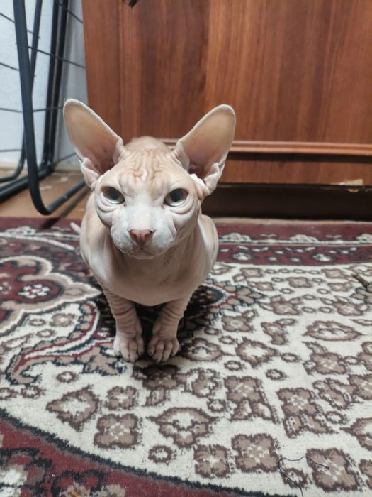 Продается кот сфинкс