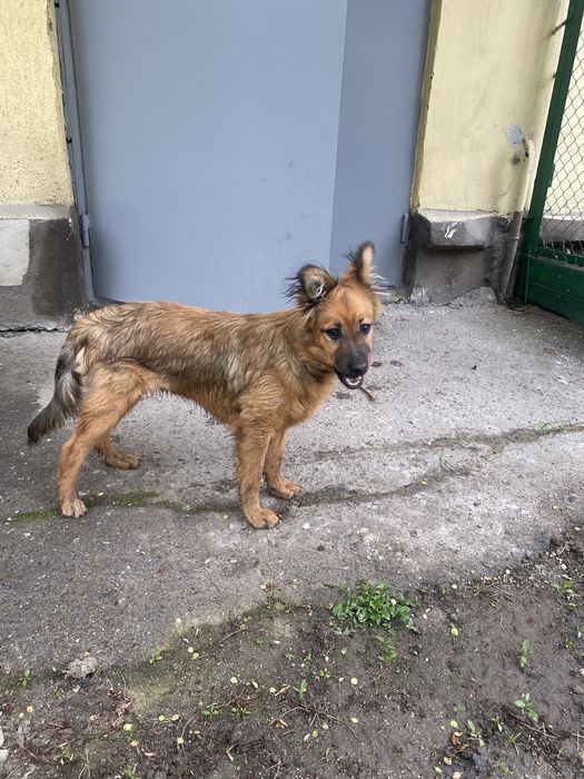 Щенок мальчик