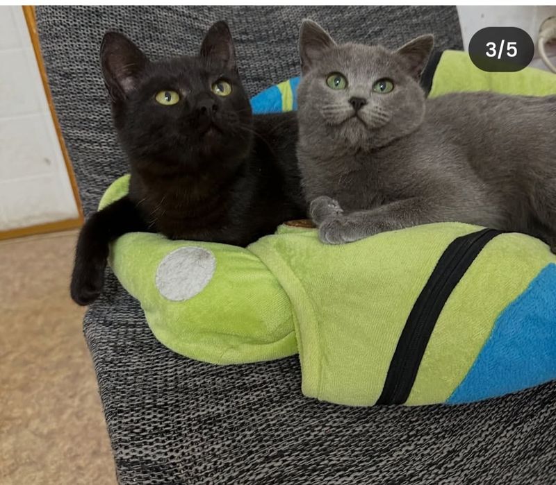 Срочно ищем хозяев для двух кошечек