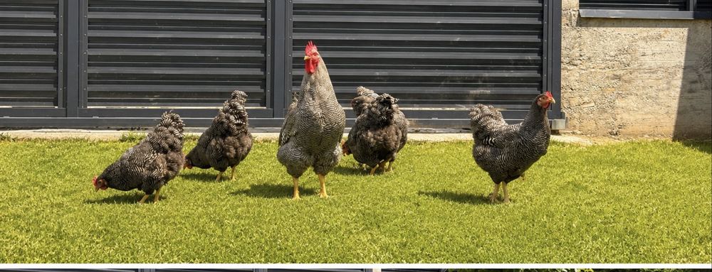 Ouă de incubat – Plymouth Rock Barat