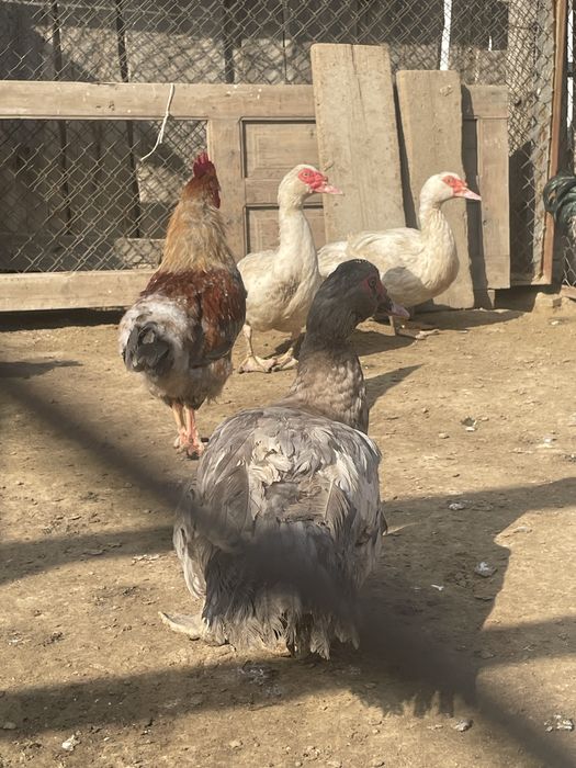 Еркек Индауткалар сатылады