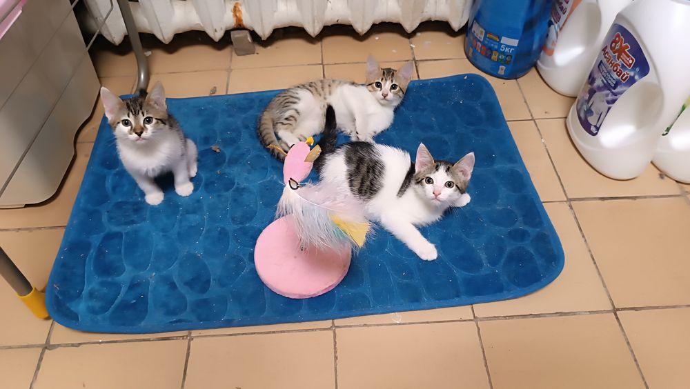 Отдам котят даром