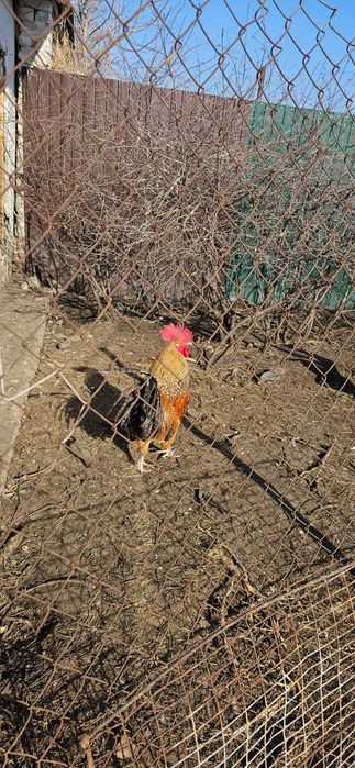 Петух породистый