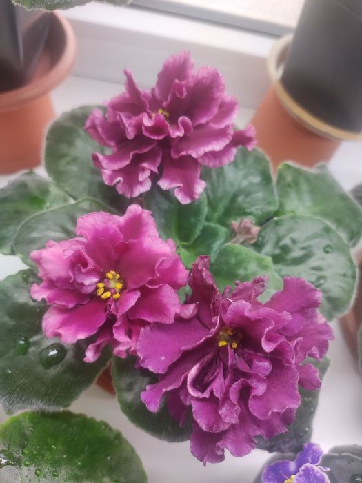 Фиалки цветущие  сортовые