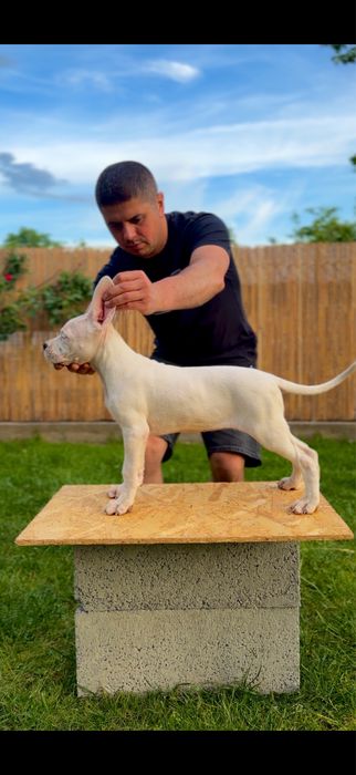 Femela Dog Argentinian/Pedigree