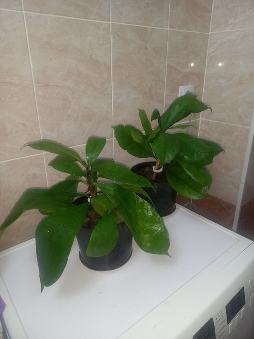 Комнатние растения