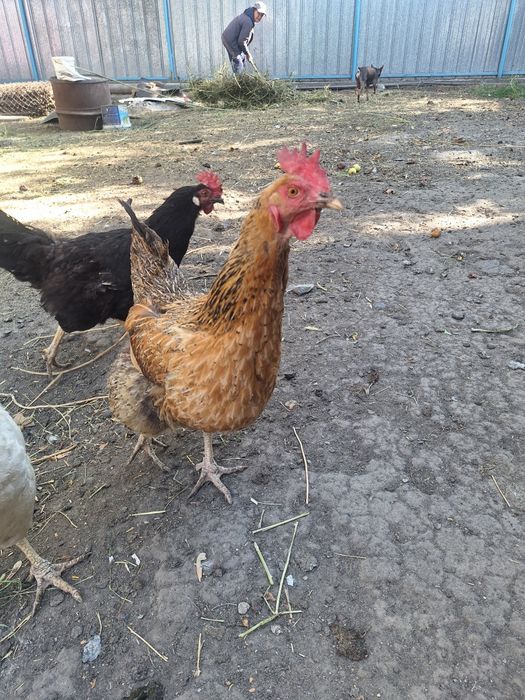 Продам курей кученской породы