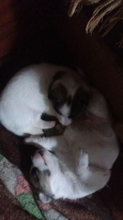 дарю щенков красивых