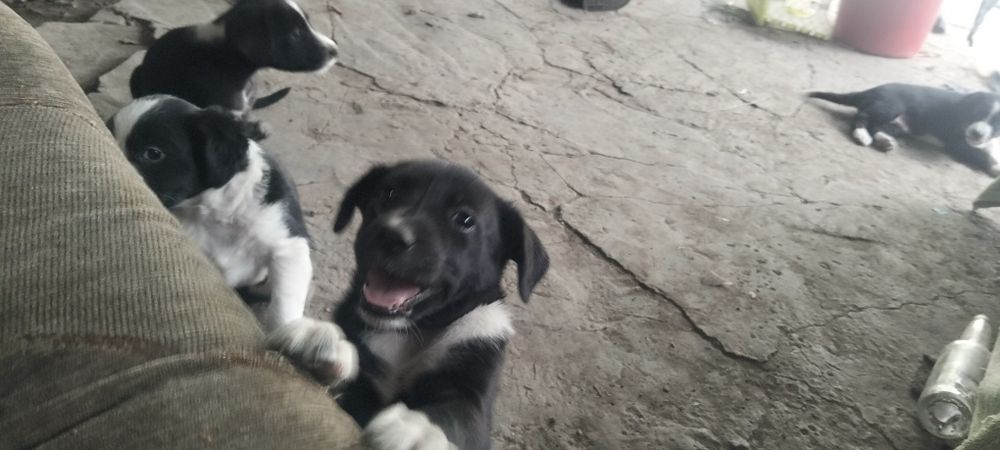 Щенки ищют новый дом