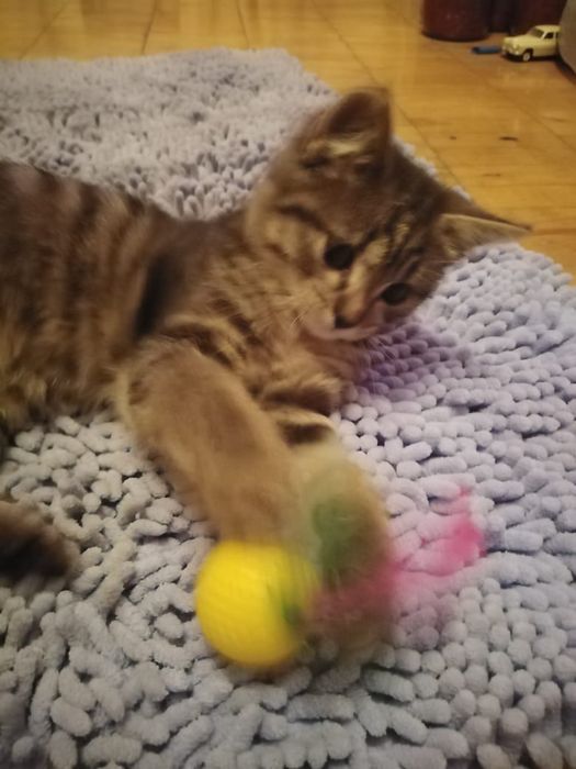 Очень красивая кошка