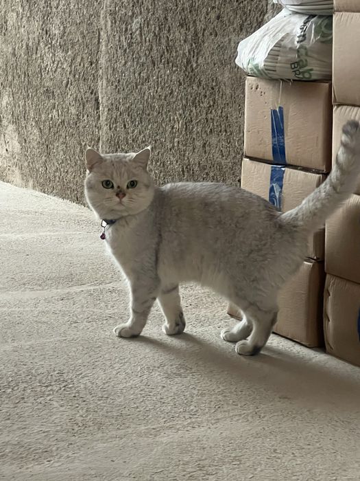 Britan sereb shinshilla toza zot ogʻil sotilmaydi faqat vyazka uchun