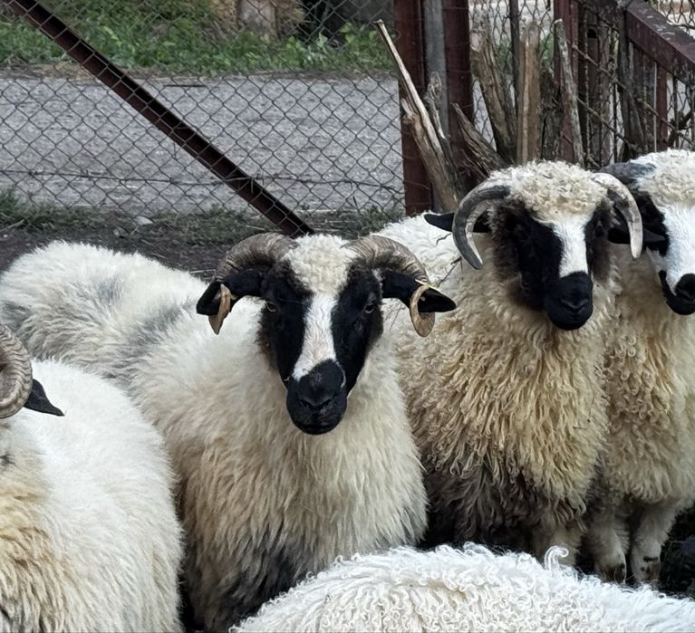 Vand soi foarte bun de oi breze