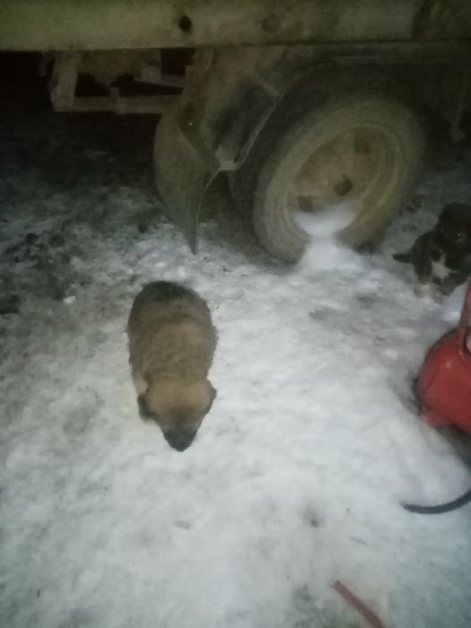 Отдам щенят бесплатно