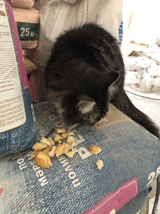 Домашний кот