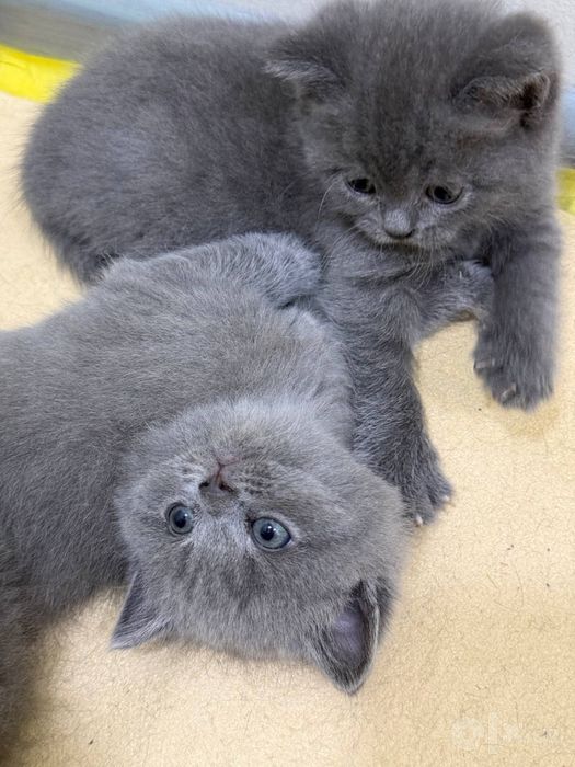 Zotli mushuk cat кошки