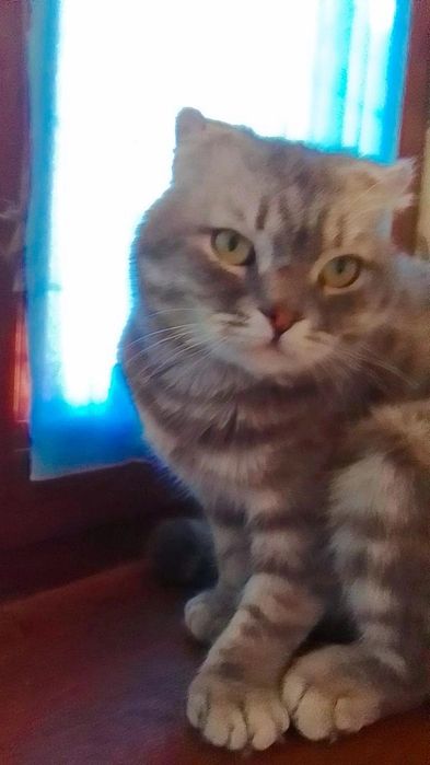 Aqilli va chiroyli mushuk Õgil bola latokga õrgangan