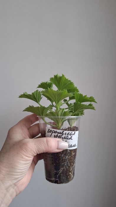 Укоренненые черенки герани и пеларгонии