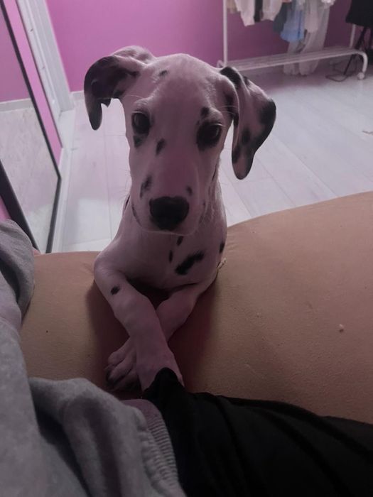 щенок далматинец