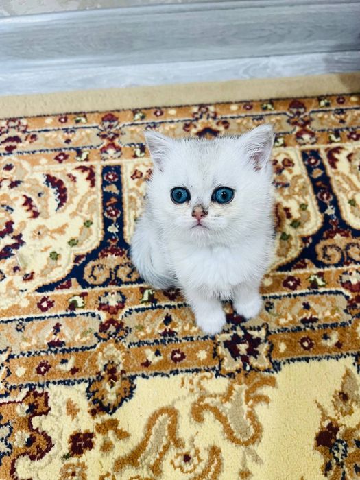 Серебристый шиншилла Шикарный чистокровный  золотая шиншилла.