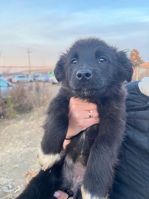 Щенки среднего размера