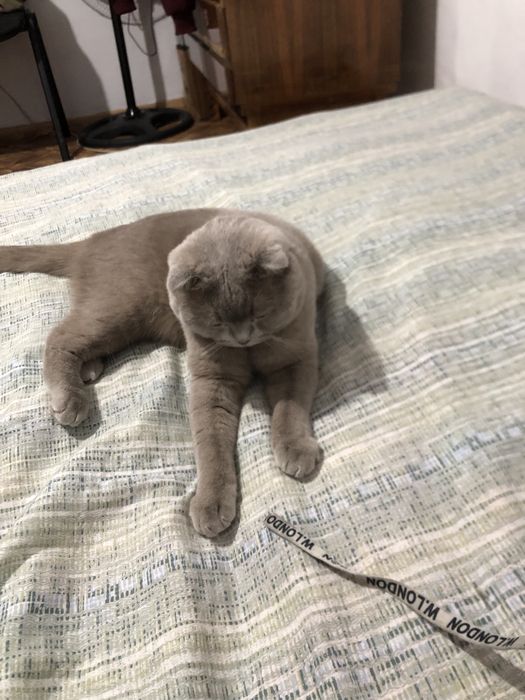 Кошка шодлондец кастрирован