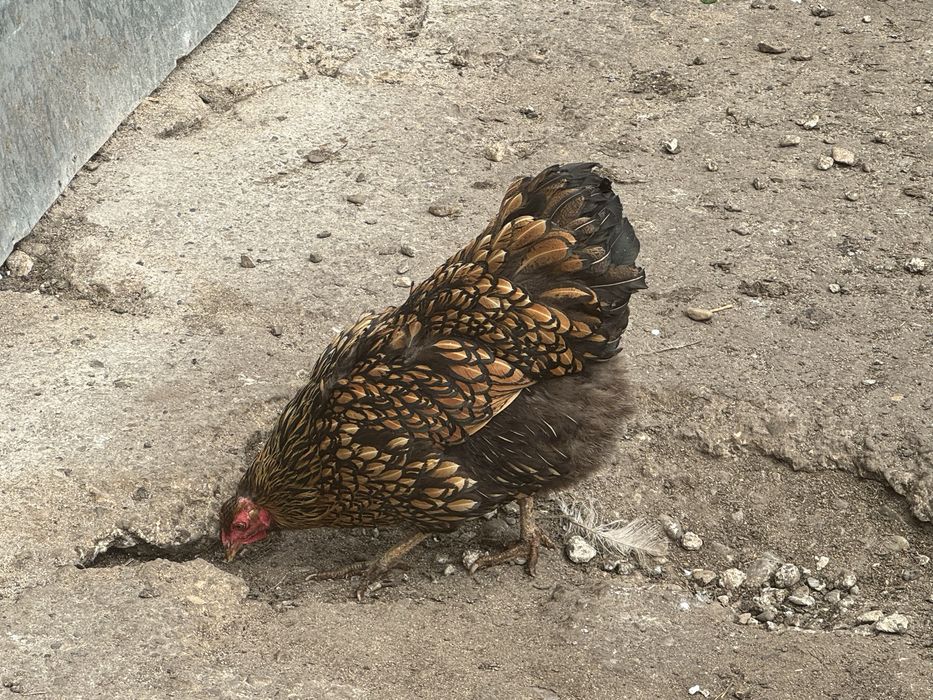 Петли и яйца от съответните кокошки и мисирки  на снимките