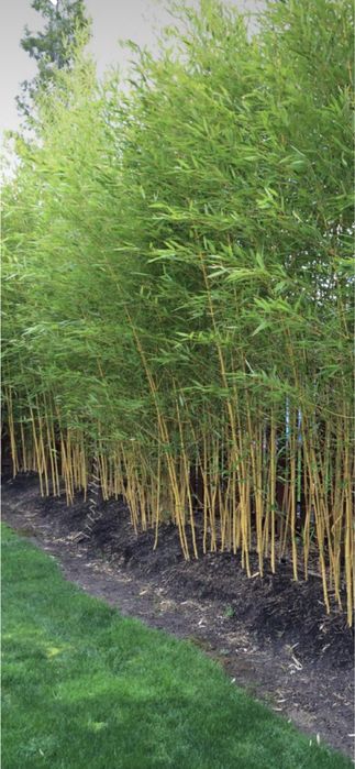 Plante si bambus ornamental