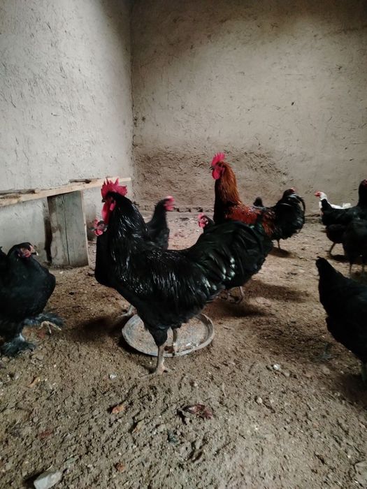 Qora shaxzoda xo’rozlari sotiladi