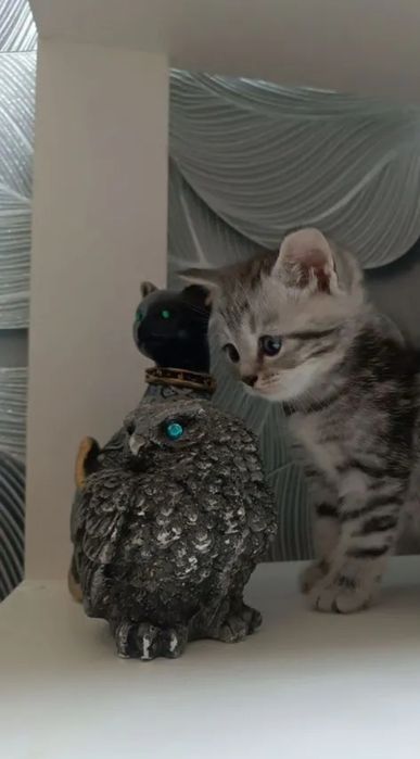 Котята мальчики и девочки, пямоушки и веслоушки