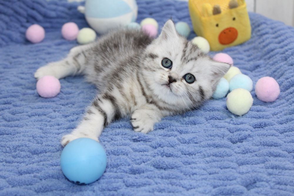 Шотландские котята