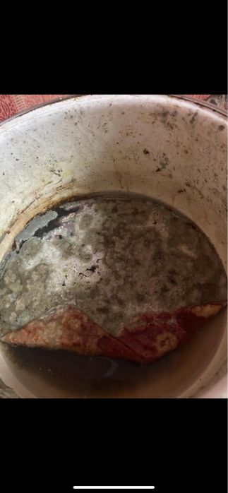 Плесень сатам 1000тг