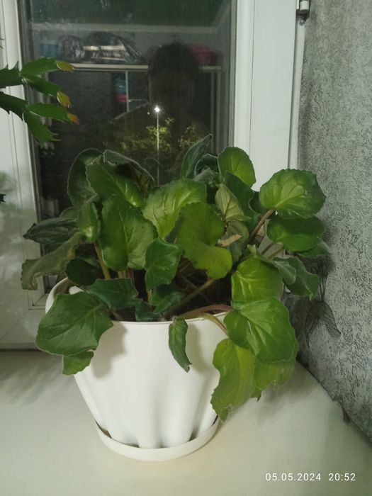 Домашний цветы, маленки