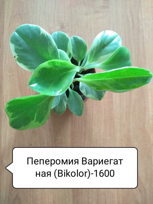 Продам Сингониумы.Пеперомии