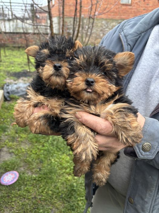 Йоркширски териер