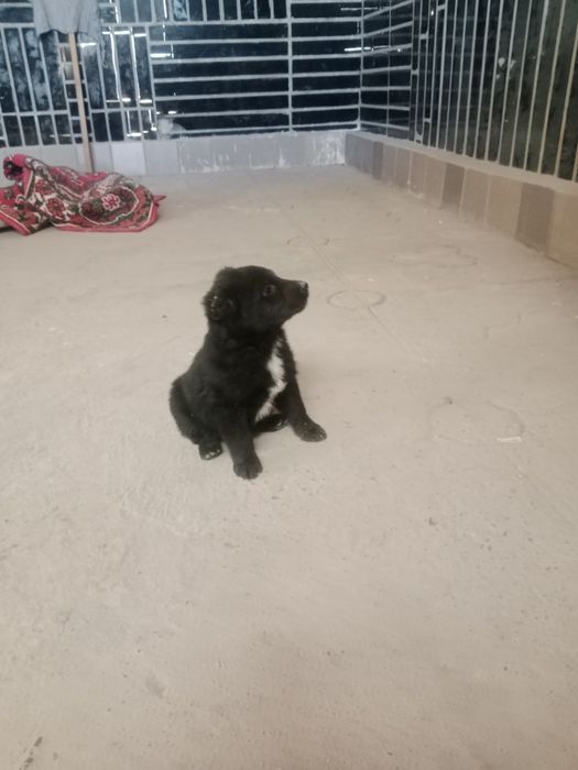 Alabay bollari sotuvda