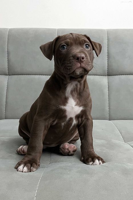 Продаются щенки американского питбуля RED NOSE/pitbuli kuchuklari