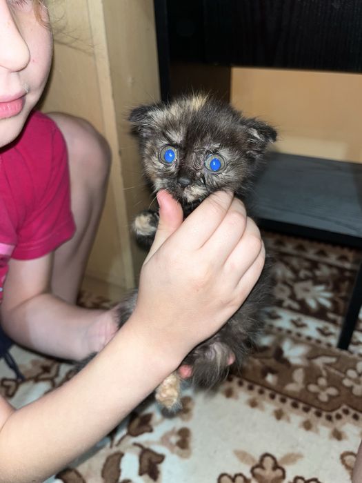 Отдам в добрые руки таких класных малышнй