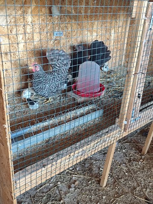 Chabo și cocosi de Australorp.