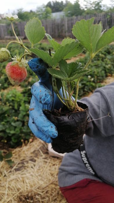 Продается рассада клубники.